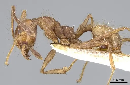 Pheidole biconstricta specimen CASENT0919769 image casent0919769_3