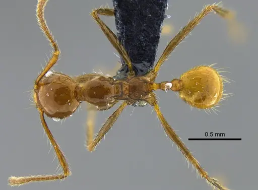 Pheidole biconstricta specimen CBUMAGENT42055 image cbumagent42055_1