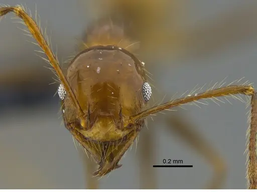 Pheidole biconstricta specimen CBUMAGENT42055 image cbumagent42055_2