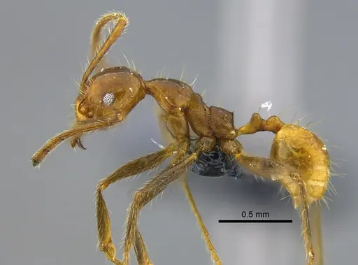 Pheidole biconstricta specimen CBUMAGENT42055 image cbumagent42055_3