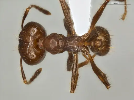 Pheidole biconstricta specimen ECOFOG-IT14-0155-24-S image ecofog-it14-0155-24-s_1