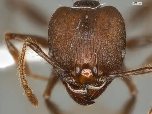 Pheidole biconstricta specimen ECOFOG-IT14-0155-24-S image ecofog-it14-0155-24-s_2