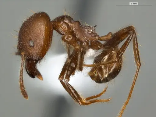 Pheidole biconstricta specimen ECOFOG-IT14-0155-24-S image ecofog-it14-0155-24-s_3