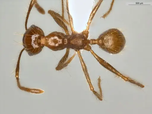 Pheidole biconstricta specimen ECOFOG-IT14-0155-24 image ecofog-it14-0155-24_1