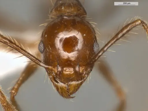 Pheidole biconstricta specimen ECOFOG-IT14-0155-24 image ecofog-it14-0155-24_2