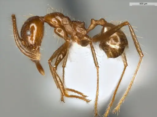 Pheidole biconstricta specimen ECOFOG-IT14-0155-24 image ecofog-it14-0155-24_3