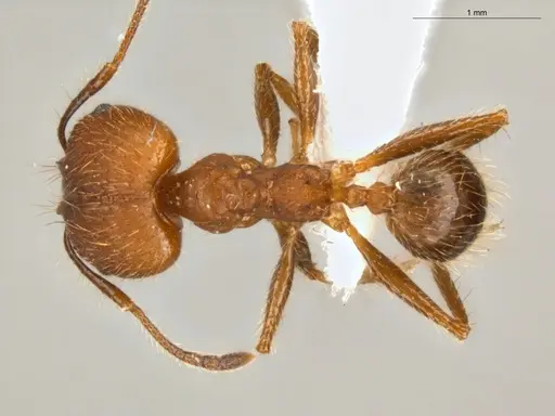 Pheidole biconstricta specimen ECOFOG-SL13-0127-19-S image ecofog-sl13-0127-19-s_1