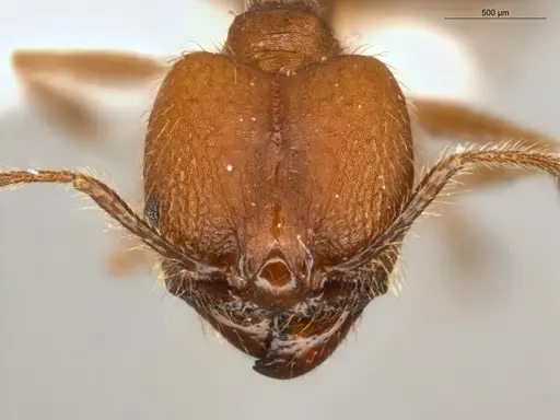 Pheidole biconstricta specimen ECOFOG-SL13-0127-19-S image ecofog-sl13-0127-19-s_2