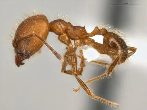 Pheidole biconstricta specimen ECOFOG-SL13-0127-19-S image ecofog-sl13-0127-19-s_3