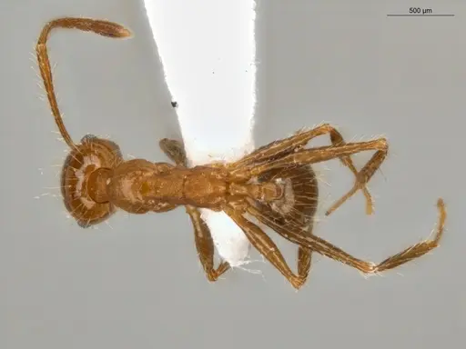 Pheidole biconstricta specimen ECOFOG-SL13-0127-19 image ecofog-sl13-0127-19_1