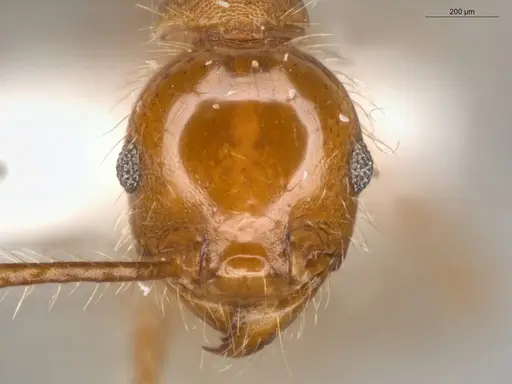 Pheidole biconstricta specimen ECOFOG-SL13-0127-19 image ecofog-sl13-0127-19_2