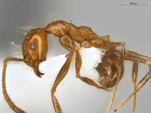 Pheidole biconstricta specimen ECOFOG-SL13-0127-19 image ecofog-sl13-0127-19_3