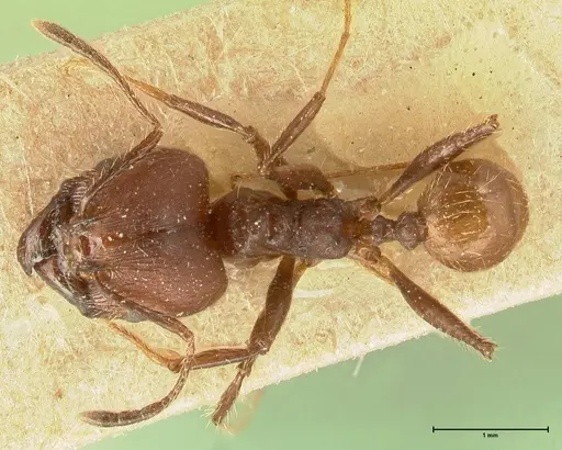 Pheidole biconstricta specimen FOCOL1426 image focol1426_1