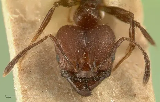 Pheidole biconstricta specimen FOCOL1426 image focol1426_2