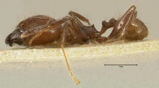 Pheidole biconstricta specimen FOCOL1426 image focol1426_3