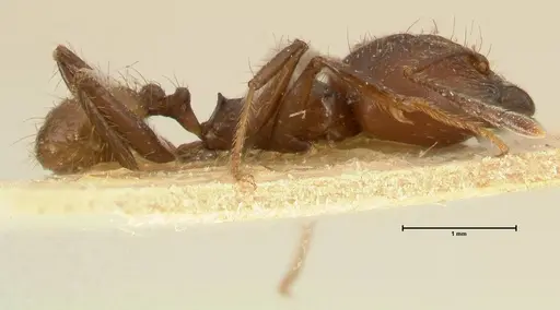 Pheidole biconstricta specimen FOCOL1426 image focol1426_4