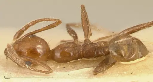 Pheidole biconstricta specimen FOCOL1427 image focol1427_1