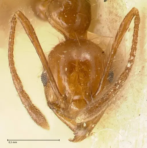 Pheidole biconstricta specimen FOCOL1427 image focol1427_2