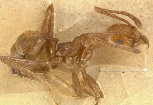 Pheidole biconstricta specimen FOCOL1427 image focol1427_3