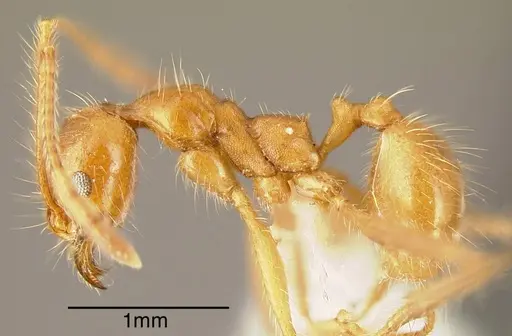Pheidole biconstricta specimen INBIOCRI001281888 image inbiocri001281888_1