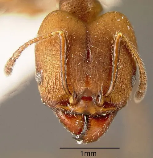 Pheidole biconstricta specimen INBIOCRI002272024 image inbiocri002272024_1