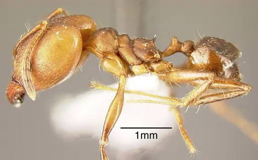Pheidole biconstricta specimen INBIOCRI002272024 image inbiocri002272024_2