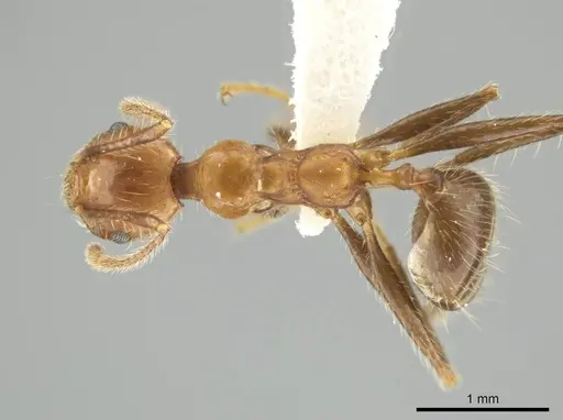 Pheidole biconstricta specimen INBIOCRI002279529 image inbiocri002279529_1