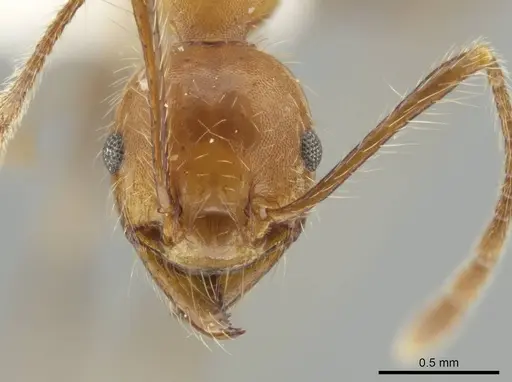 Pheidole biconstricta specimen INBIOCRI002279529 image inbiocri002279529_2