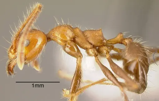 Pheidole biconstricta specimen INBIOCRI002279529 image inbiocri002279529_3