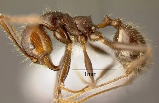 Pheidole biconstricta specimen JTLC000001479 image jtlc000001479_1