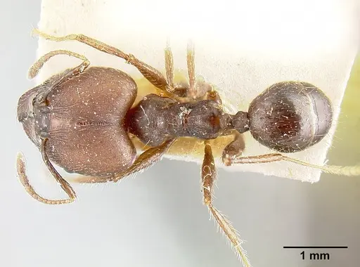 Pheidole biconstricta specimen JTLC000014066 image jtlc000014066_1