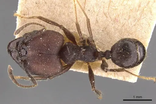Pheidole biconstricta specimen JTLC000014066 image jtlc000014066_2