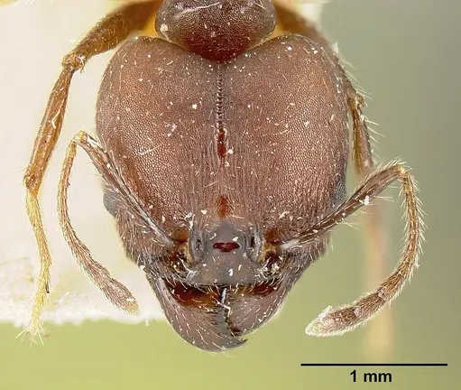 Pheidole biconstricta specimen JTLC000014066 image jtlc000014066_3