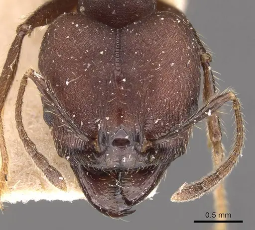 Pheidole biconstricta specimen JTLC000014066 image jtlc000014066_4
