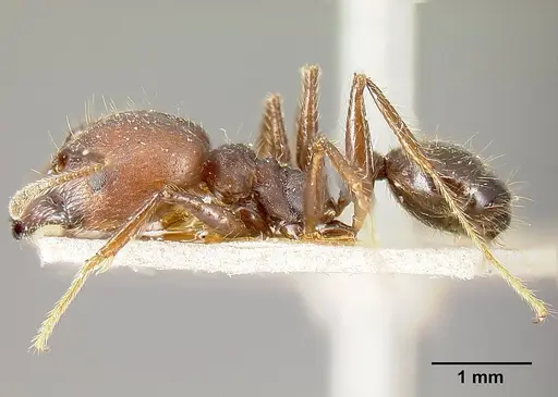 Pheidole biconstricta specimen JTLC000014066 image jtlc000014066_5