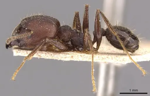 Pheidole biconstricta specimen JTLC000014066 image jtlc000014066_6