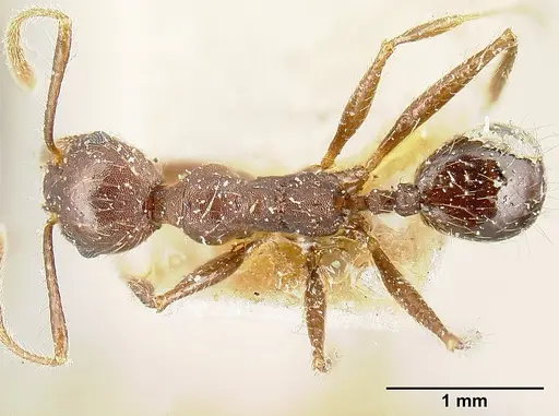 Pheidole biconstricta specimen JTLC000014067 image jtlc000014067_1