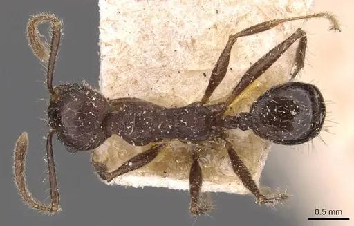 Pheidole biconstricta specimen JTLC000014067 image jtlc000014067_2