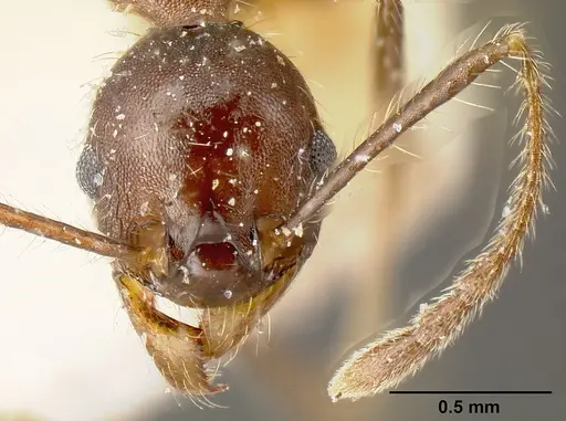 Pheidole biconstricta specimen JTLC000014067 image jtlc000014067_3