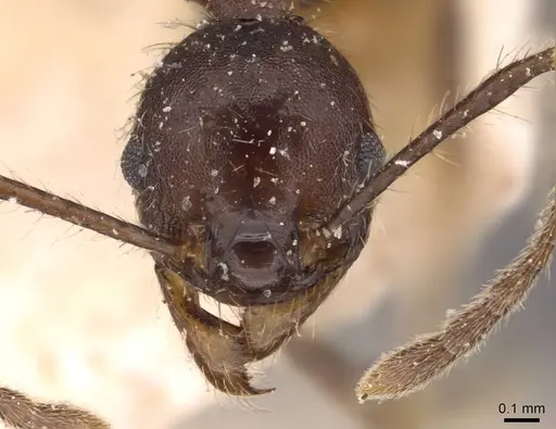 Pheidole biconstricta specimen JTLC000014067 image jtlc000014067_4