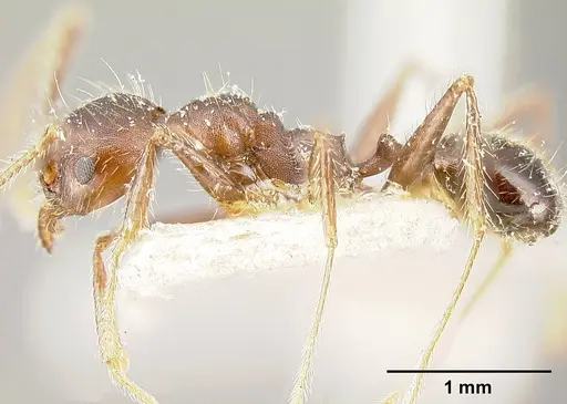 Pheidole biconstricta specimen JTLC000014067 image jtlc000014067_5