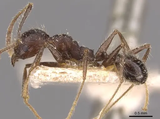 Pheidole biconstricta specimen JTLC000014067 image jtlc000014067_6