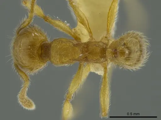 Pheidole bicornis specimen CASENT0625441 image casent0625441_1