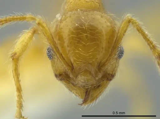 Pheidole bicornis specimen CASENT0625441 image casent0625441_2