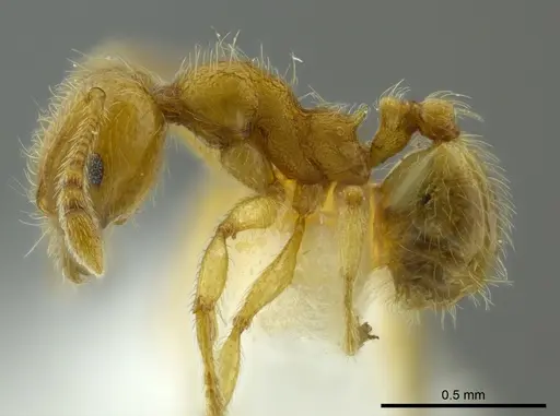 Pheidole bicornis specimen CASENT0625441 image casent0625441_3