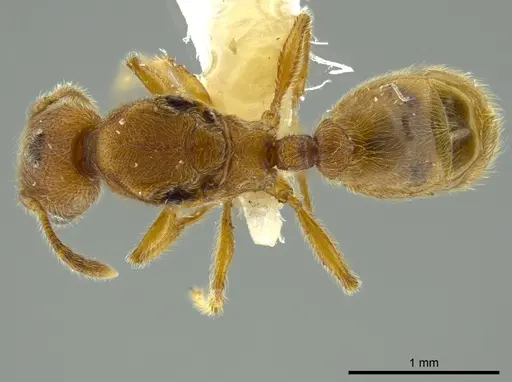 Pheidole bicornis specimen CASENT0625442 image casent0625442_1