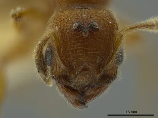 Pheidole bicornis specimen CASENT0625442 image casent0625442_2