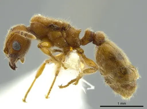Pheidole bicornis specimen CASENT0625442 image casent0625442_3
