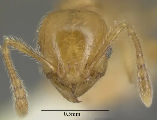 Pheidole bicornis specimen CASENT0635437 image casent0635437_1