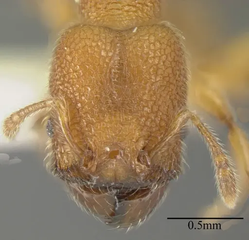 Pheidole bicornis specimen INBIOCRI001281880 image inbiocri001281880_1